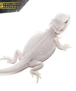 Discover Your Perfect Companion: Zero Bearded Dragon for Sale Now!